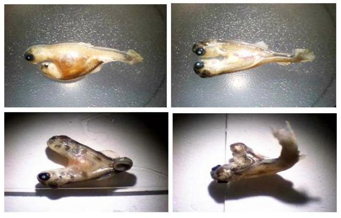 A study commissioned by the J.R. Simplot Company on selenium contamination in creeks in southeast Idaho includes photos of deformed Yellowstone cutthroat trout (top) and brown trout (bottom). Photos from J.R. Simplot/Idaho DEQ